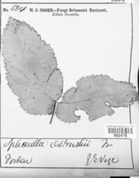 Stigmatea ostruthii image